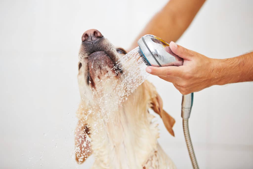 Labrador retriever getting a bath in a dog-washing station